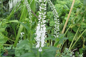 veronica longifolia